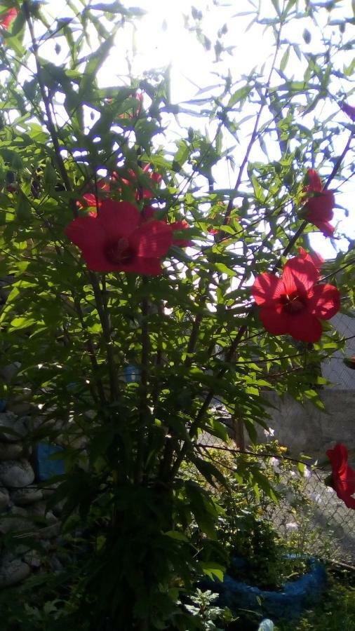 Natia Ξενοδοχείο Τελάβι Εξωτερικό φωτογραφία